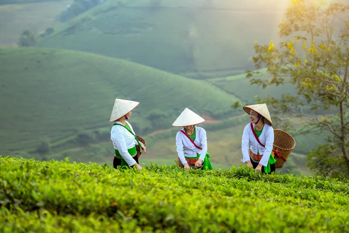 A Local's Guide to Taipei's Traditional Tea Houses